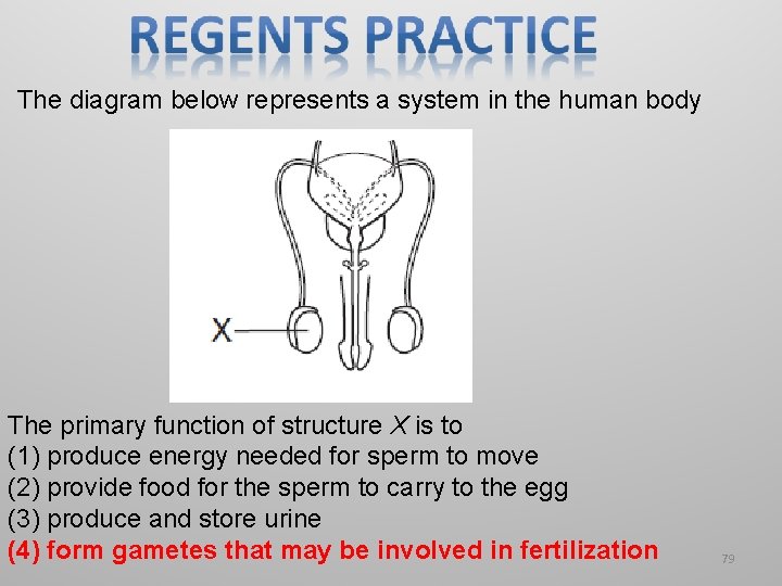 The diagram below represents a system in the human body The primary function of