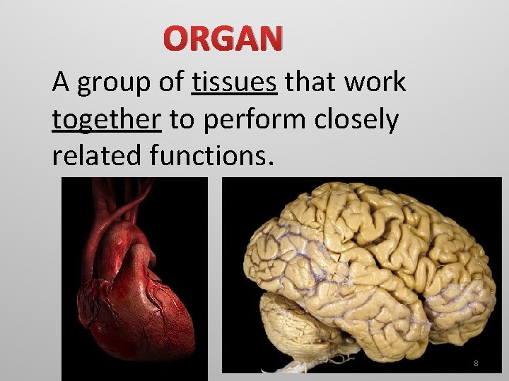 ORGAN A group of tissues that work together to perform closely related functions. 8 ORGAN A group of tissues that work together to perform closely related functions. 8