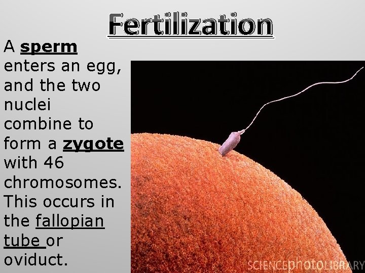 Fertilization A sperm enters an egg, and the two nuclei combine to form a