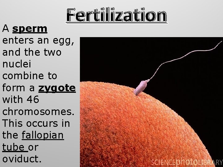 Fertilization A sperm enters an egg, and the two nuclei combine to form a Fertilization A sperm enters an egg, and the two nuclei combine to form a
