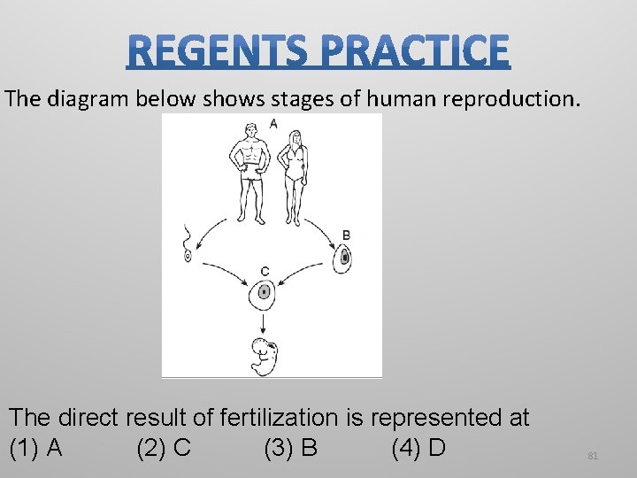 The diagram below shows stages of human reproduction. The direct result of fertilization is