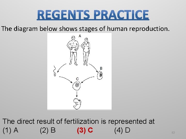 The diagram below shows stages of human reproduction. The direct result of fertilization is The diagram below shows stages of human reproduction. The direct result of fertilization is