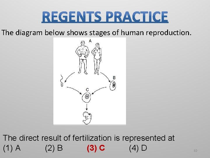 The diagram below shows stages of human reproduction. The direct result of fertilization is