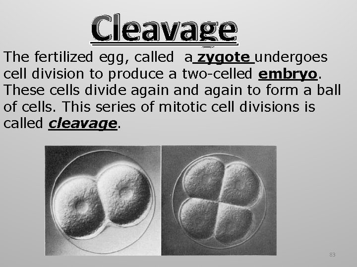 Cleavage The fertilized egg, called a zygote undergoes cell division to produce a two-celled Cleavage The fertilized egg, called a zygote undergoes cell division to produce a two-celled
