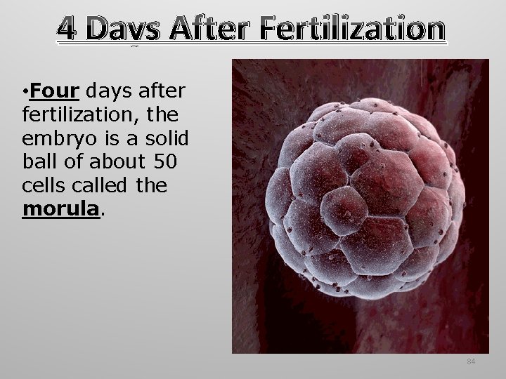 4 Days After Fertilization • Four days after fertilization, the embryo is a solid 4 Days After Fertilization • Four days after fertilization, the embryo is a solid