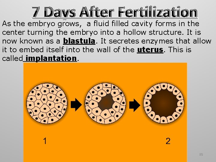 7 Days After Fertilization As the embryo grows, a fluid filled cavity forms in 7 Days After Fertilization As the embryo grows, a fluid filled cavity forms in