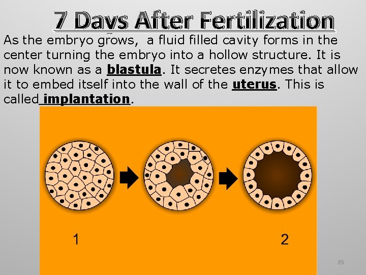 7 Days After Fertilization As the embryo grows, a fluid filled cavity forms in