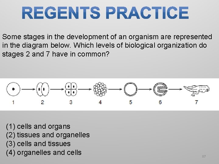 Some stages in the development of an organism are represented in the diagram below.