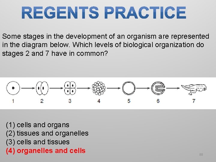 Some stages in the development of an organism are represented in the diagram below. Some stages in the development of an organism are represented in the diagram below.