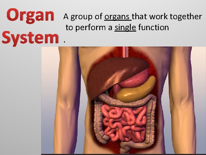 Organ A group of organs that work together to perform a single function System. Organ A group of organs that work together to perform a single function System.