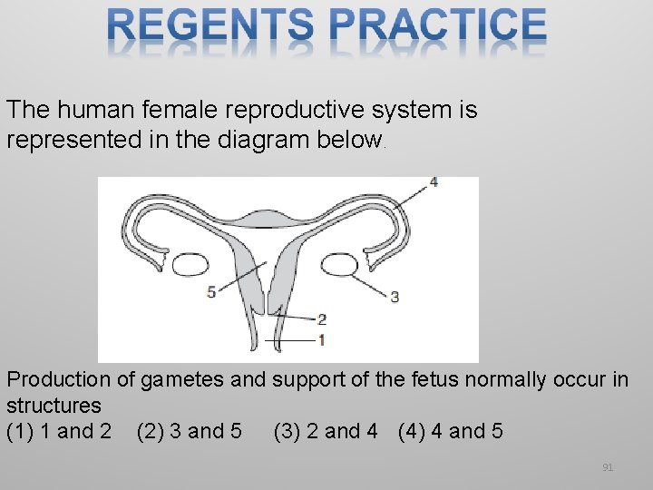 The human female reproductive system is represented in the diagram below. Production of gametes The human female reproductive system is represented in the diagram below. Production of gametes