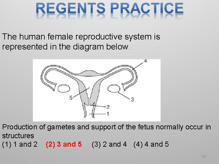 The human female reproductive system is represented in the diagram below. Production of gametes The human female reproductive system is represented in the diagram below. Production of gametes