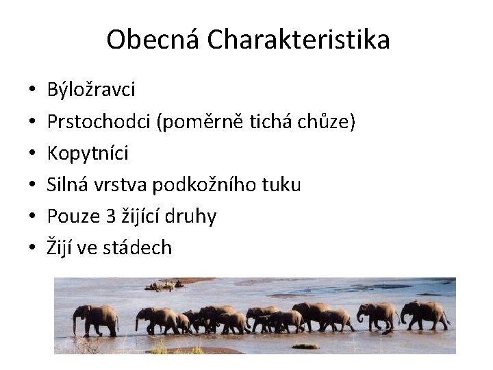 Obecná Charakteristika • • • Býložravci Prstochodci (poměrně tichá chůze) Kopytníci Silná vrstva podkožního