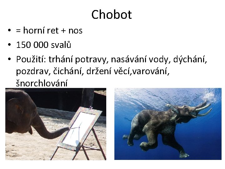 Chobot • = horní ret + nos • 150 000 svalů • Použití: trhání