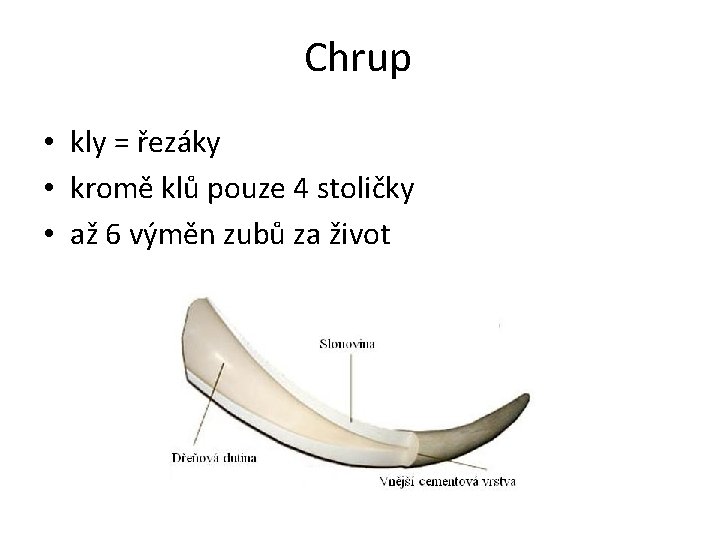 Chrup • kly = řezáky • kromě klů pouze 4 stoličky • až 6