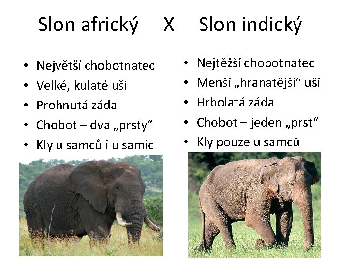 Slon africký • • • Největší chobotnatec Velké, kulaté uši Prohnutá záda Chobot –