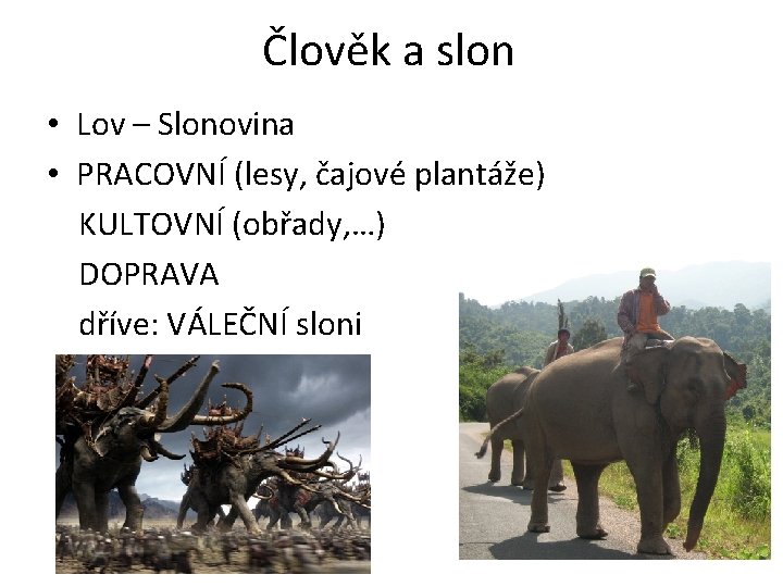 Člověk a slon • Lov – Slonovina • PRACOVNÍ (lesy, čajové plantáže) KULTOVNÍ (obřady,