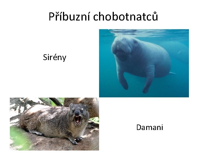 Příbuzní chobotnatců Sirény Damani 