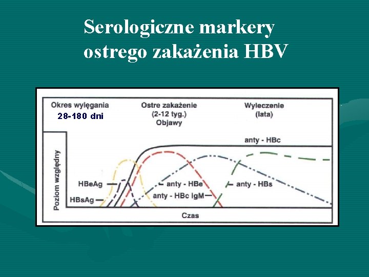 Serologiczne markery ostrego zakażenia HBV 28 -180 dni 