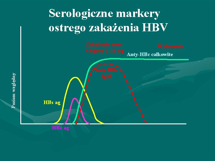 Serologiczne markery ostrego zakażenia HBV Poziom względny Zakażenie ostre Objawy 2 -12 tyg Anty-HBc