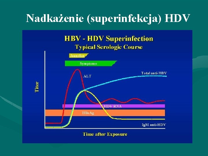 Nadkażenie (superinfekcja) HDV 