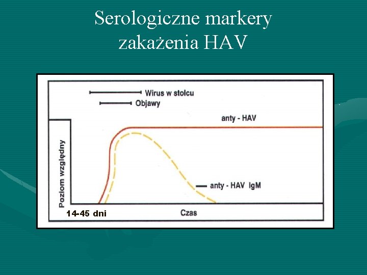 Serologiczne markery zakażenia HAV 14 -45 dni 