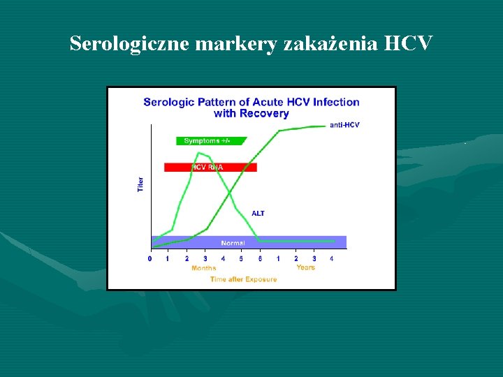 Serologiczne markery zakażenia HCV 