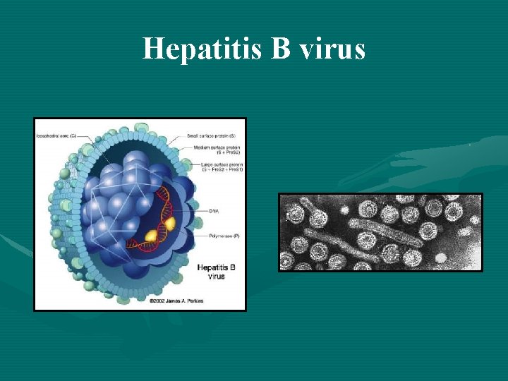 Hepatitis B virus 