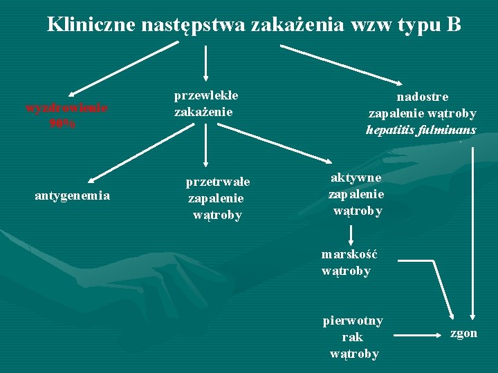 Kliniczne następstwa zakażenia wzw typu B wyzdrowienie 90% antygenemia przewlekłe zakażenie przetrwałe zapalenie wątroby