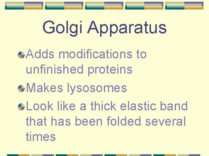 Golgi Apparatus Adds modifications to unfinished proteins Makes lysosomes Look like a thick elastic