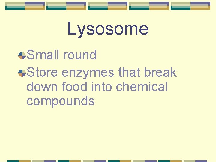 Lysosome Small round Store enzymes that break down food into chemical compounds 
