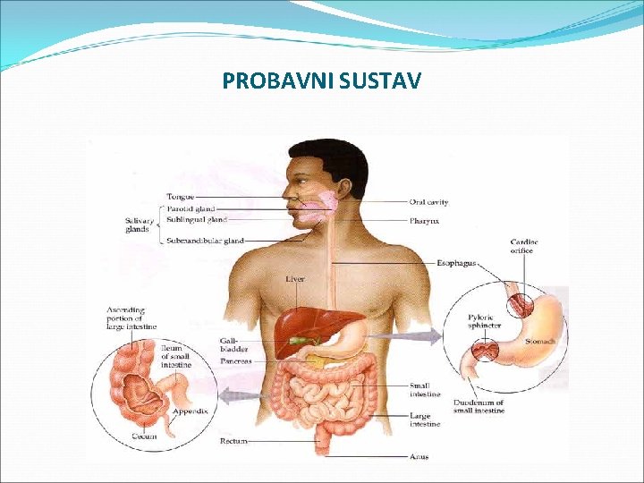 PROBAVNI SUSTAV 