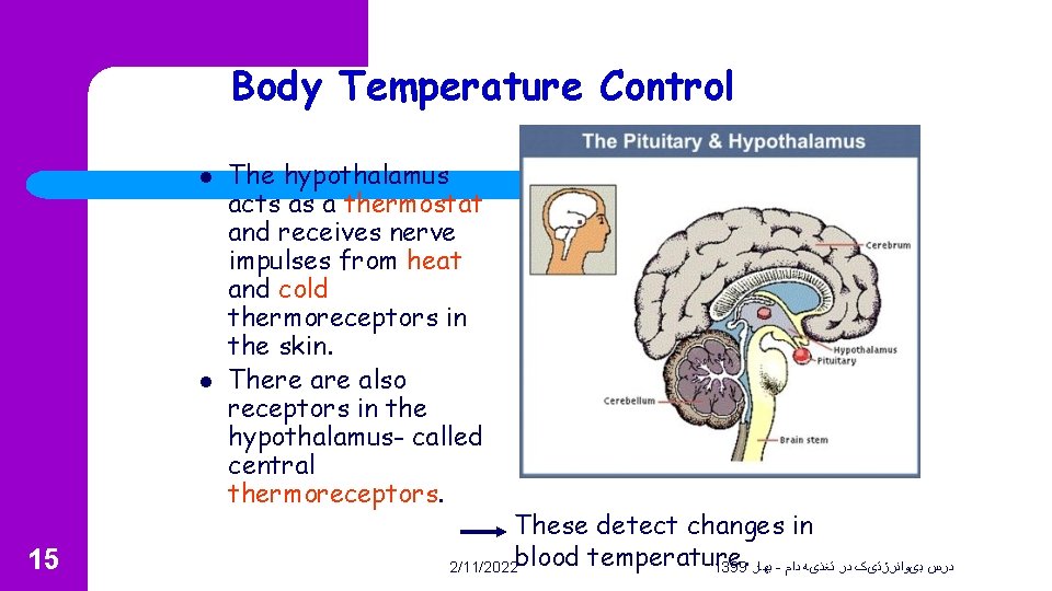 Body Temperature Control l l 15 The hypothalamus acts as a thermostat and receives