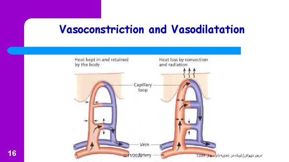 Vasoconstriction and Vasodilatation 16 2/11/2022 1399 ﺑﻬﺎﺭ - ﺩﺭﺱ ﺑیﻮﺍﻧﺮژﺘیک ﺩﺭ ﺗﻐﺬیﻪ ﺩﺍﻡ 