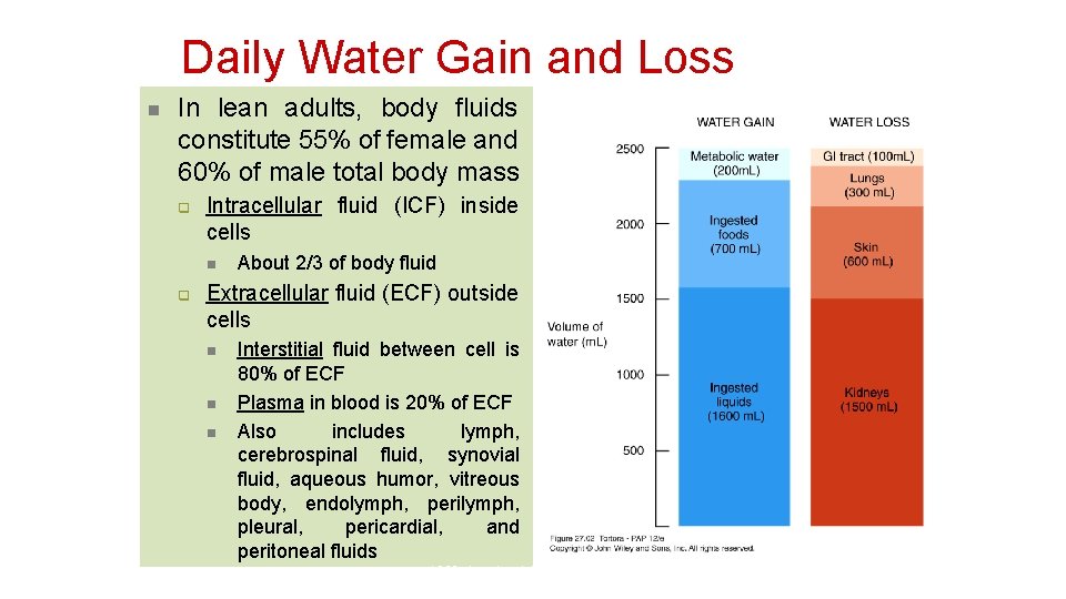 Daily Water Gain and Loss n In lean adults, body fluids constitute 55% of