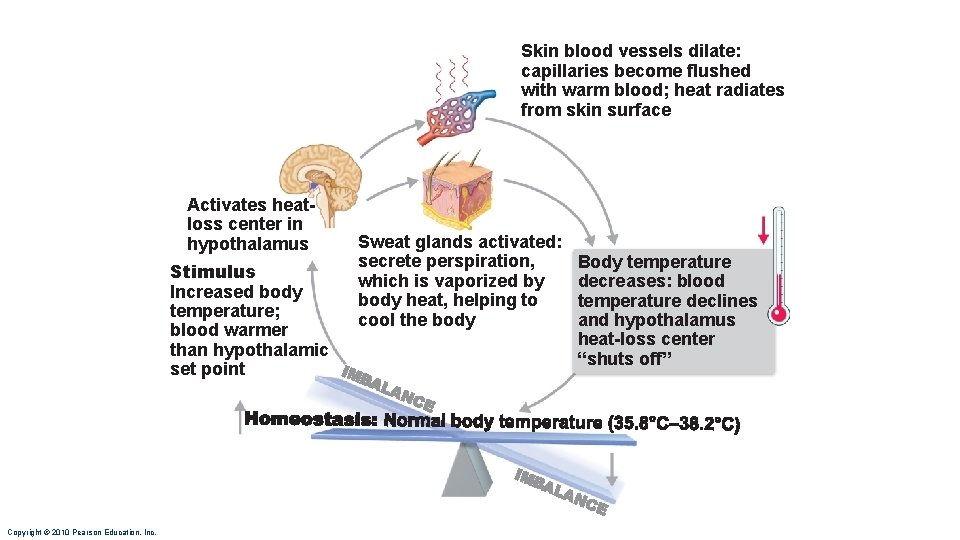 Skin blood vessels dilate: capillaries become flushed with warm blood; heat radiates from skin
