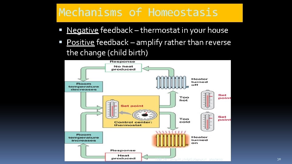 Mechanisms of Homeostasis Negative feedback – thermostat in your house Positive feedback – amplify