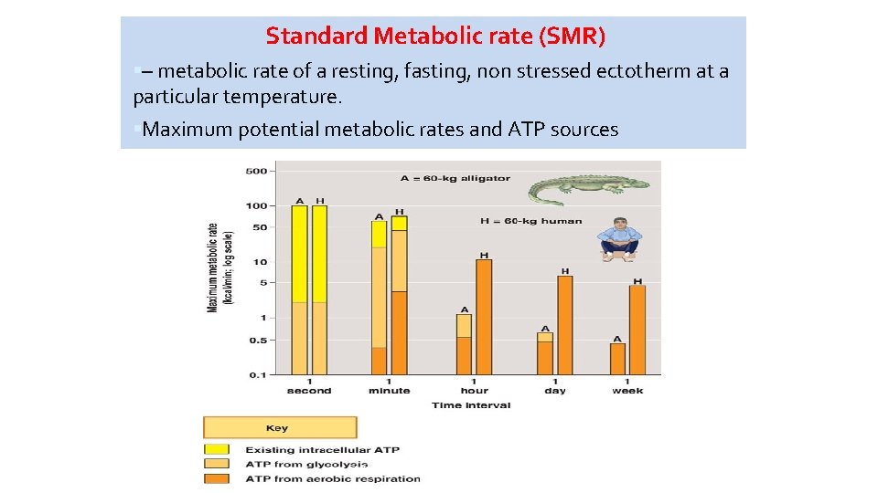 Standard Metabolic rate (SMR) – metabolic rate of a resting, fasting, non stressed ectotherm