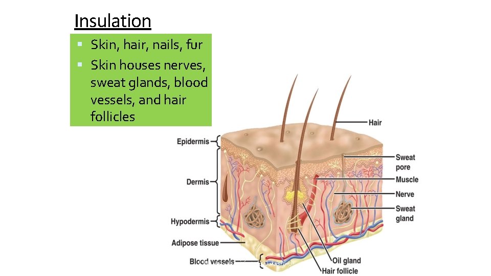 Insulation Skin, hair, nails, fur Skin houses nerves, sweat glands, blood vessels, and hair