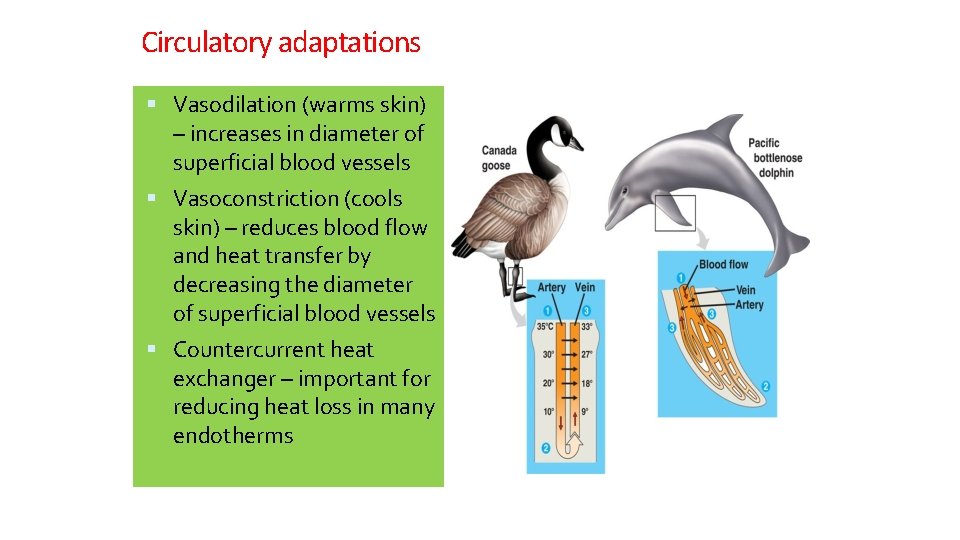 Circulatory adaptations Vasodilation (warms skin) – increases in diameter of superficial blood vessels Vasoconstriction
