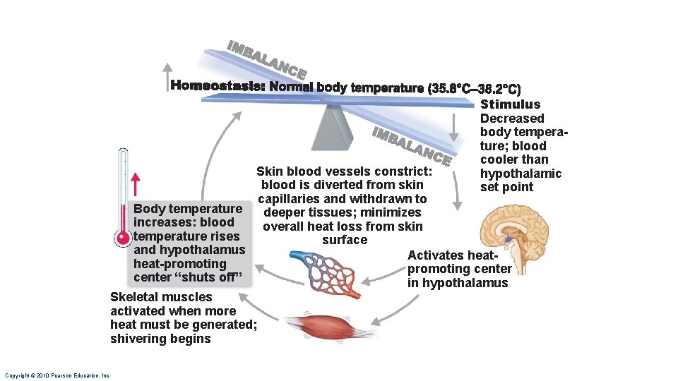 Stimulus Decreased body temperature; blood cooler than hypothalamic set point Skin blood vessels constrict: