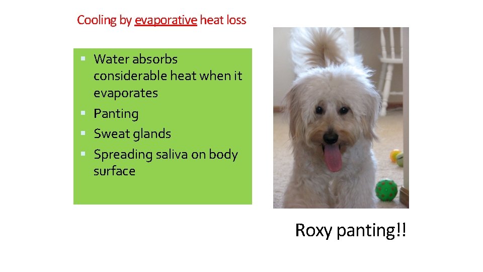 Cooling by evaporative heat loss Water absorbs considerable heat when it evaporates Panting Sweat