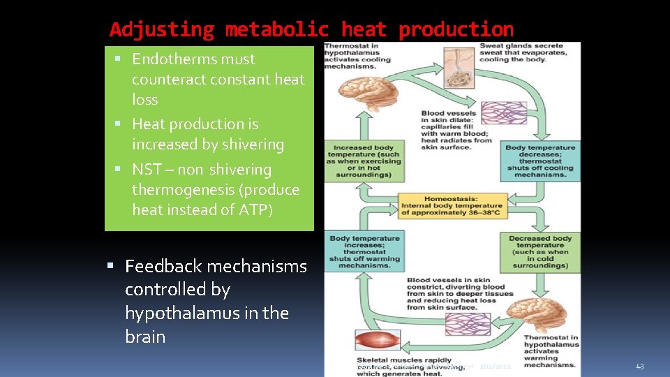 Adjusting metabolic heat production Endotherms must counteract constant heat loss Heat production is increased