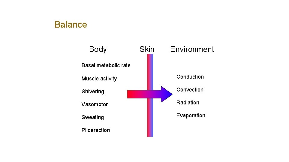 Balance Skin Body Environment Basal metabolic rate Muscle activity Conduction Shivering Convection Vasomotor Radiation