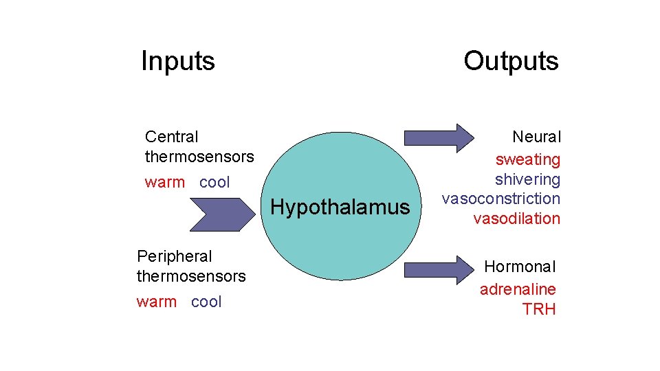 Inputs Outputs Central thermosensors warm cool Hypothalamus Peripheral thermosensors warm cool Neural sweating shivering