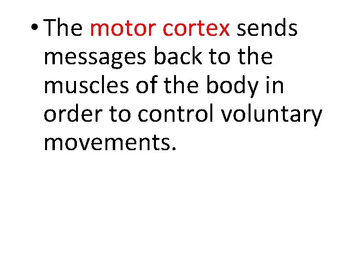  • The motor cortex sends messages back to the muscles of the body
