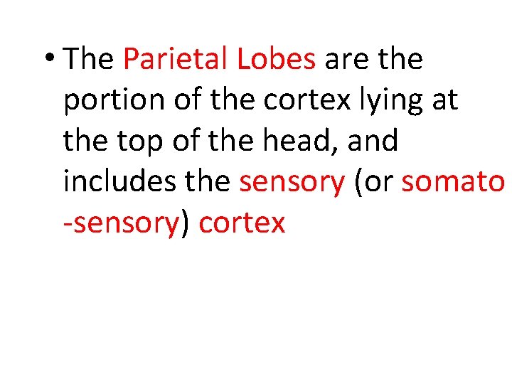  • The Parietal Lobes are the portion of the cortex lying at the
