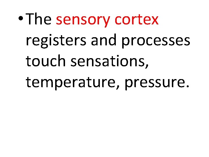  • The sensory cortex registers and processes touch sensations, temperature, pressure. 