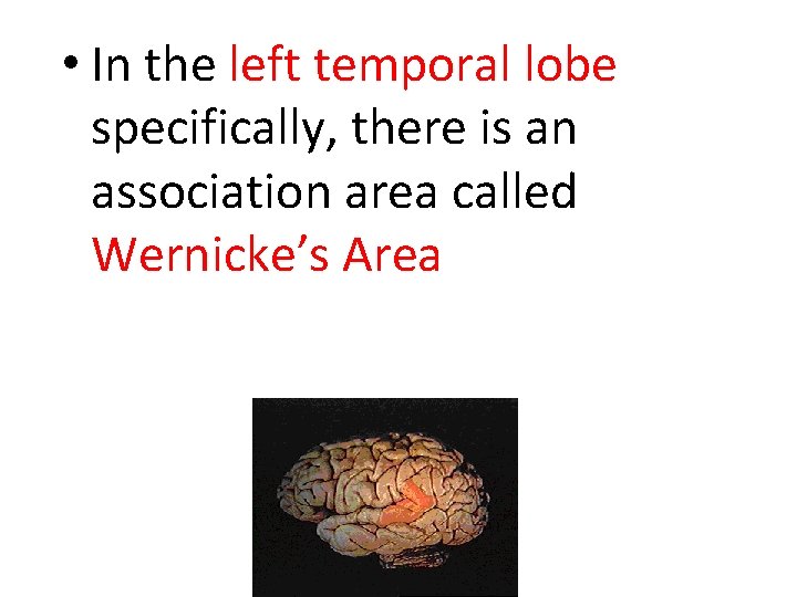  • In the left temporal lobe specifically, there is an association area called