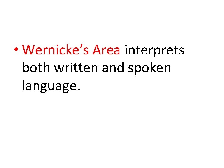  • Wernicke’s Area interprets both written and spoken language. 